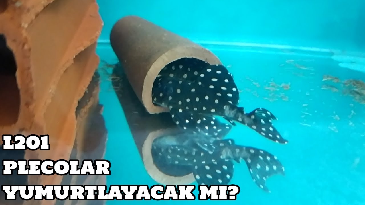 Vatoz Vlog #56 (L201 Plecolar Yumurtlayacak Mı?)