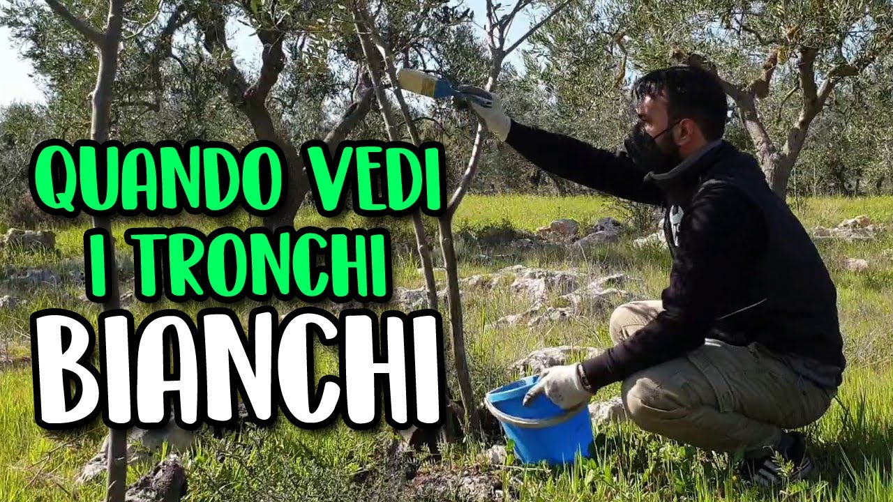 CALCE IDRATA SPENNELLATA SUL TRONCO  - COME FARE E A CHE SERVE