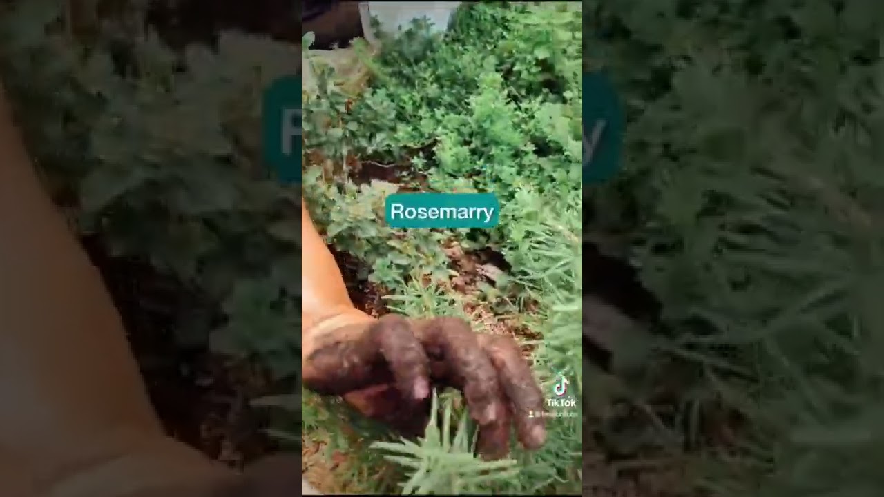 Menanam Tanaman Herbal