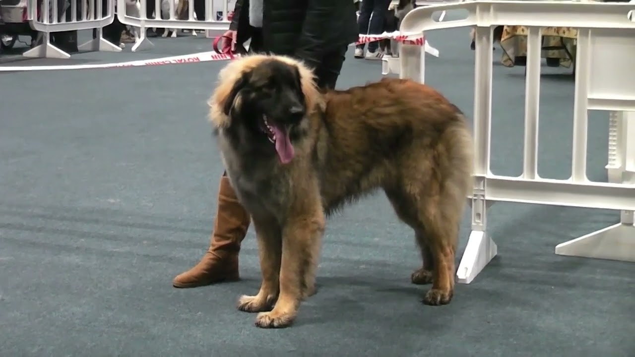 régionale du leonberg à cavalaire 2025 classe jeune femelle
