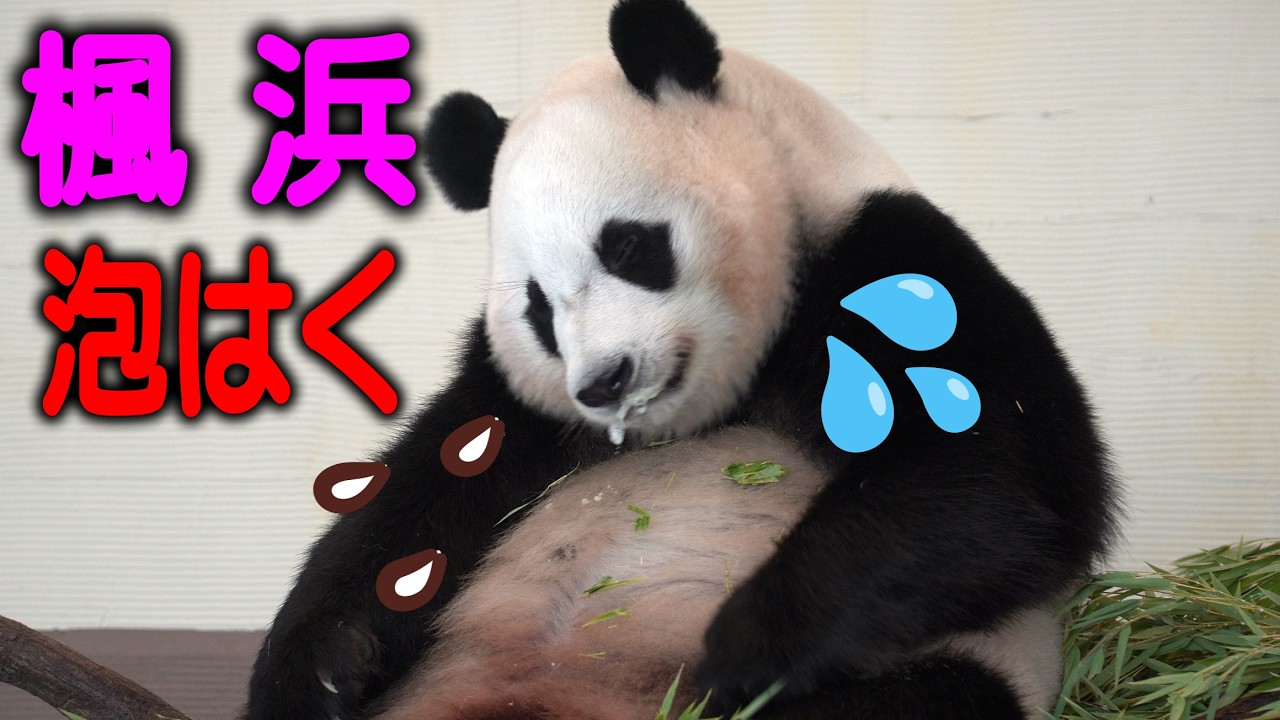 【泡ふいてヨダレポタポタ】子パンダ楓浜 大変で～す 何か食べて口から泡ふいてます それでも驚異の野生根性