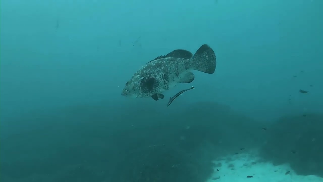 Scuba Diving Lady Musgrave island