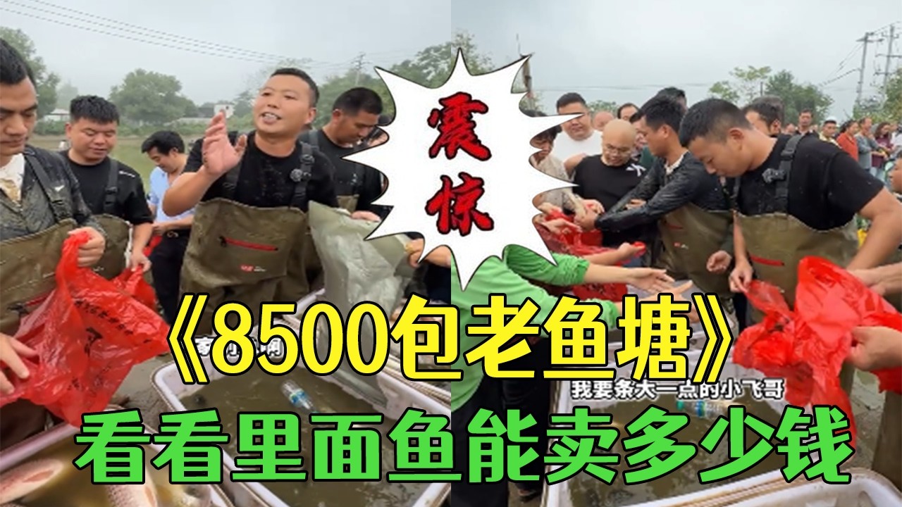 花8500塊包下口老魚塘，把魚抓完後看看能賣多少錢 #小飛哥#三農 #護外#山洞 #包塘 #熱門