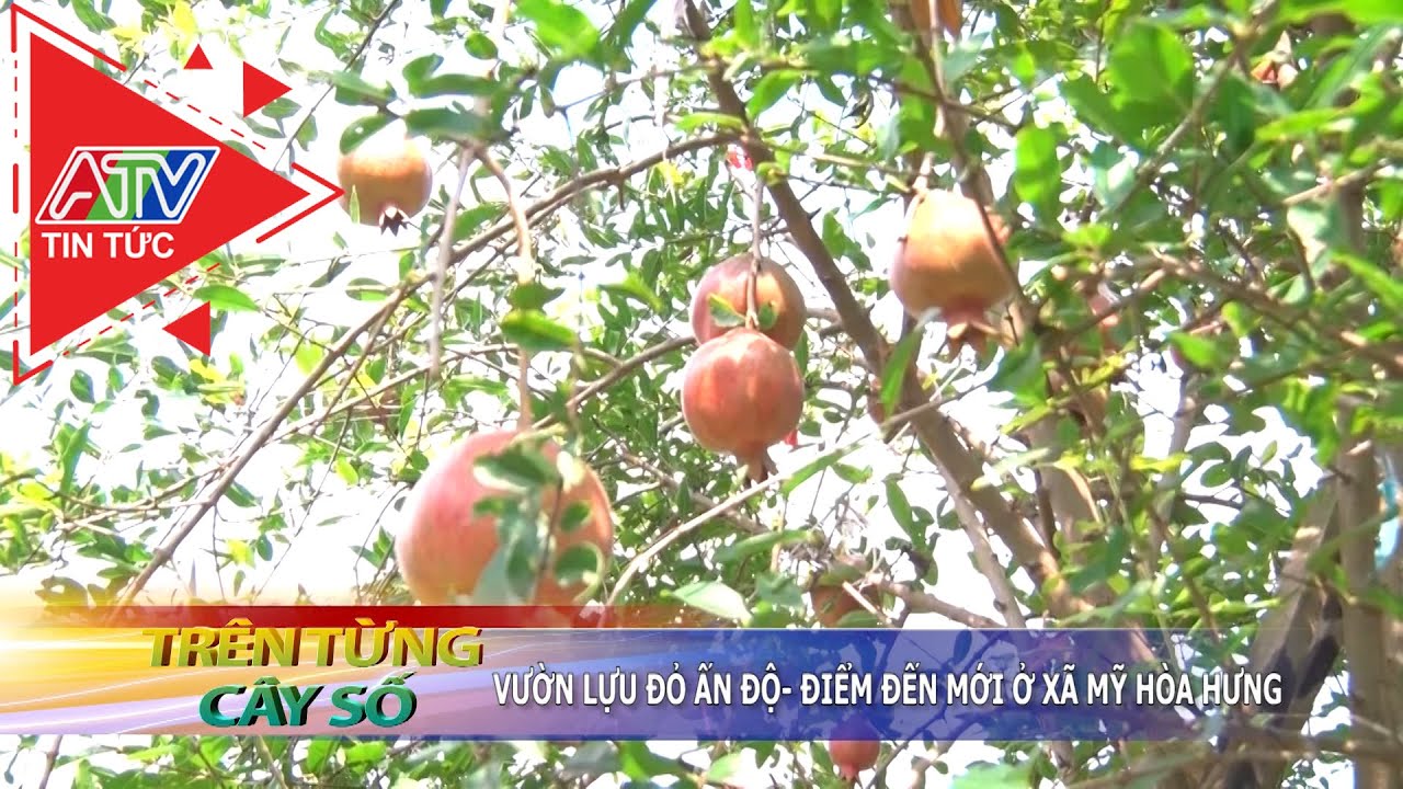 Vườn lựu đỏ Ấn Độ - Điểm đến mới ở xã Mỹ Hòa Hưng | ATV Tin tức