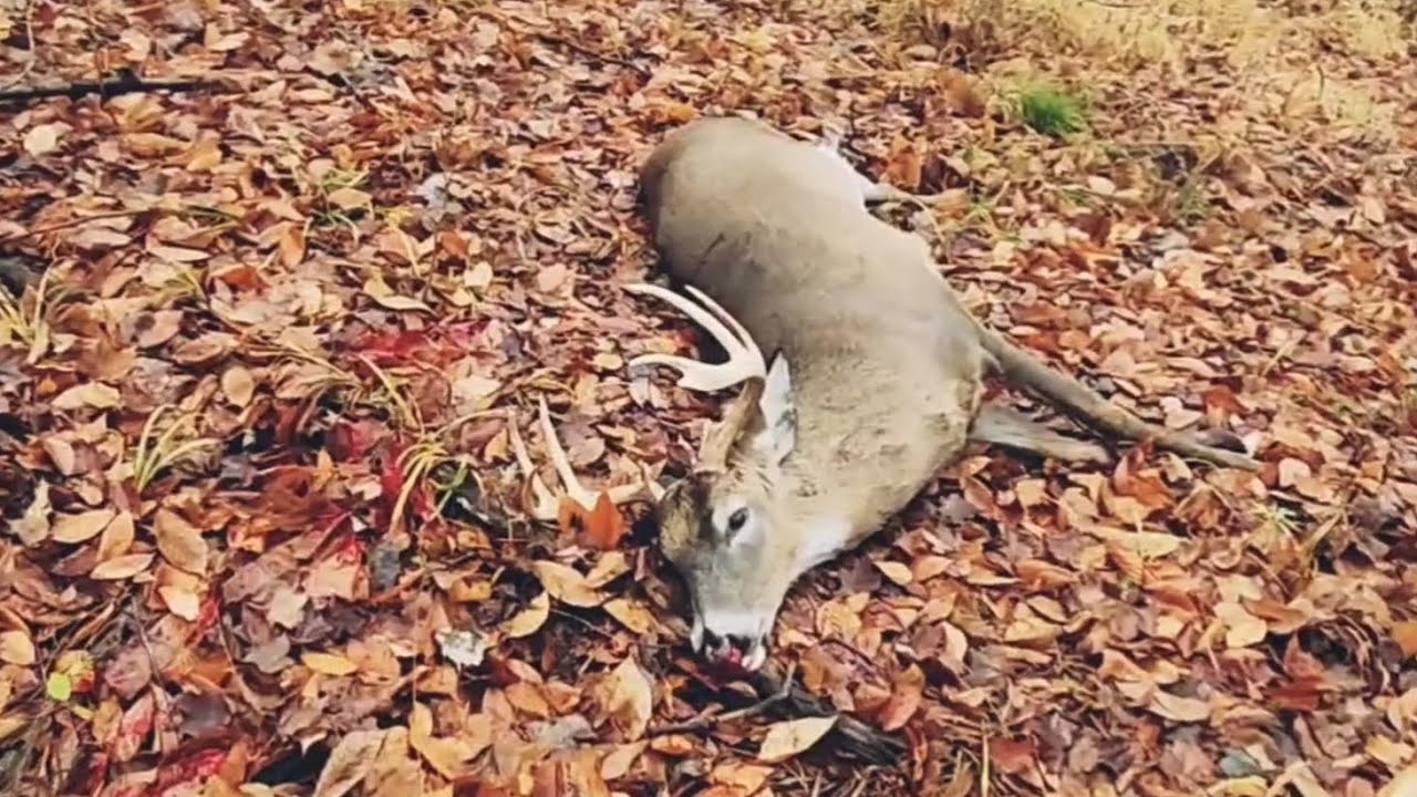 Nov 15 2024 Firearm Deer Opener