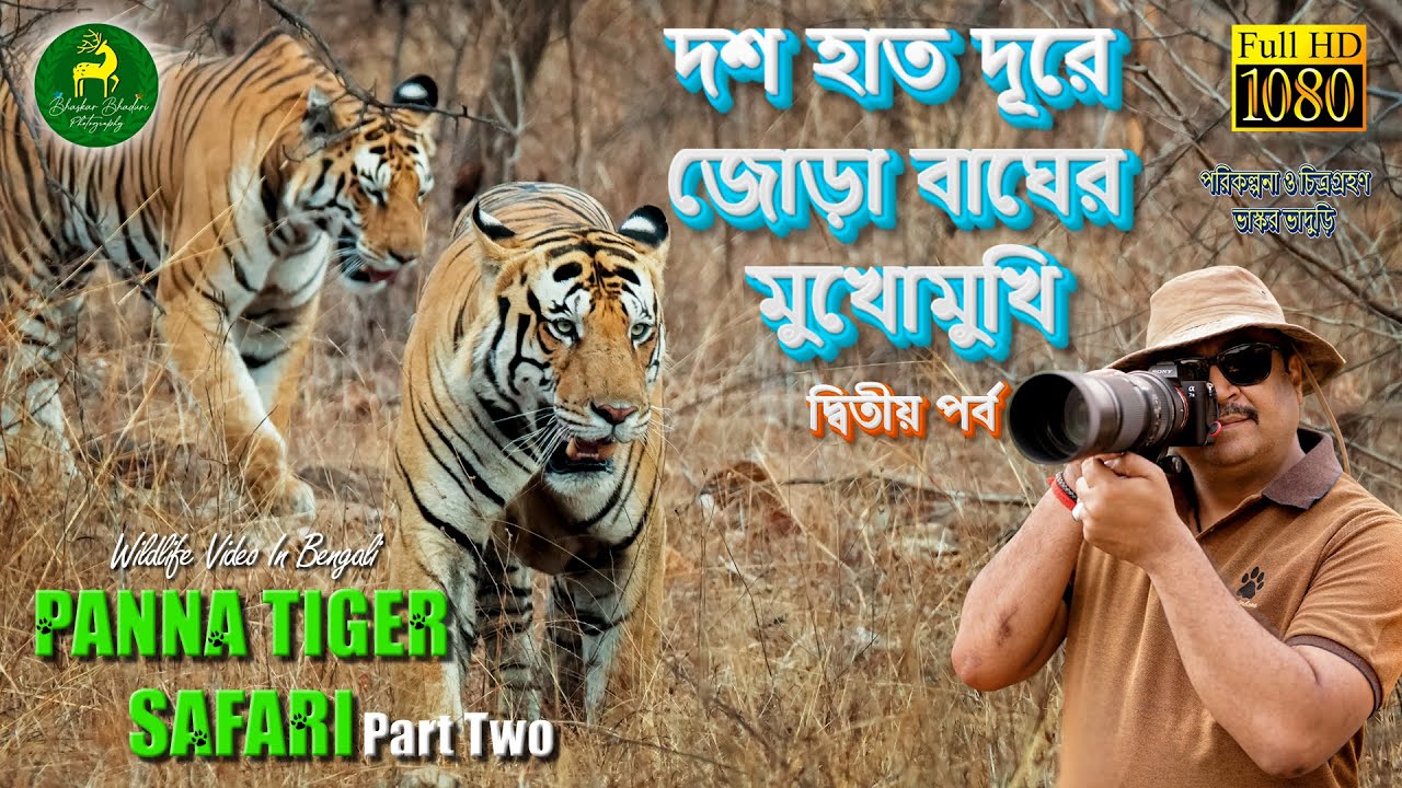 Safari at Panna Tiger Reserve | দশ হাত দূরে জোড়া বাঘের মুখোমুখি | বাঘ দেখতে পান্নার জঙ্গলে #wildlife