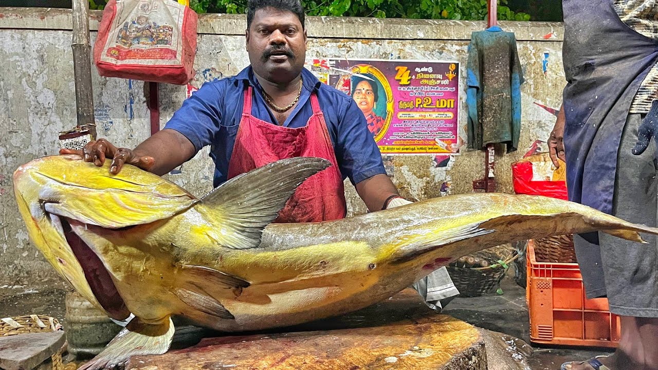 KASIMEDU 🔥 SPEED SELVAM | HUGE 35 KG GIANT COBIA FISH CUTTING VIDEO | 4K VIDEO | KM FISH CUTTING 