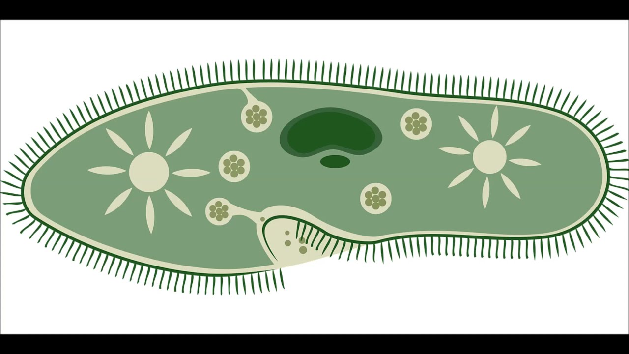 Coltivazione di Protozoi Ciliati - Paramecium 🔬