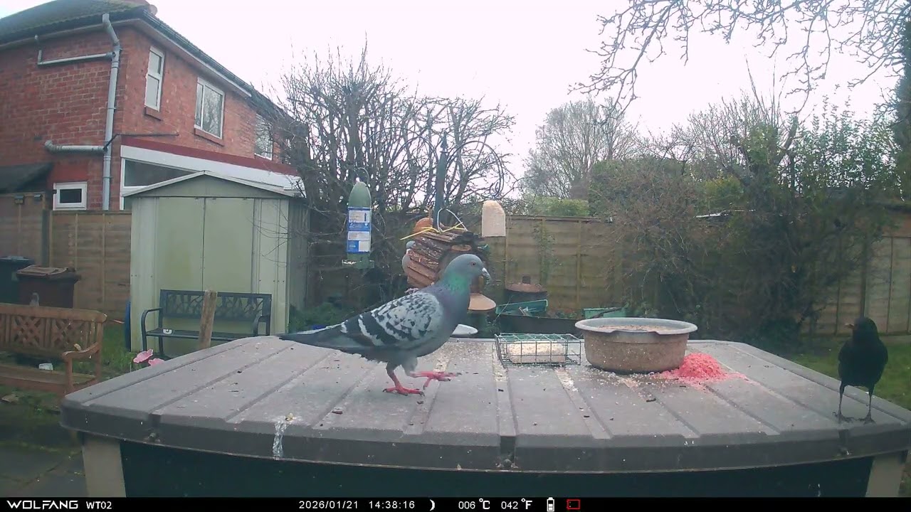 Pigeons Blackbird 2