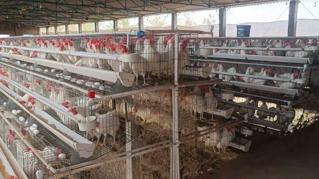 Layer Poultry Farming chicks अंडे का फार्म कैसे पैसा कमाए 
