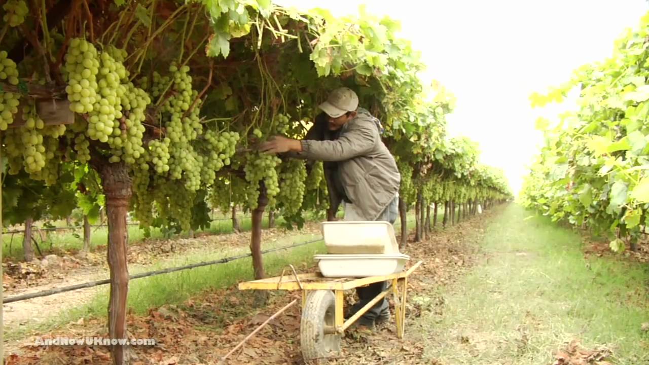 Autumn King Grapes