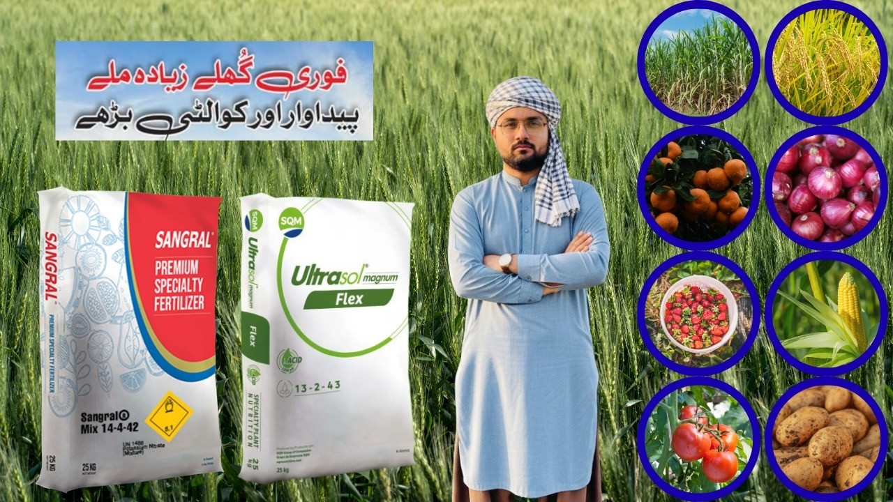 Sangral 14-4-42 Nitro Potash Fertilizer | Imported NPK for High Yield Crops | Khushal Kissan