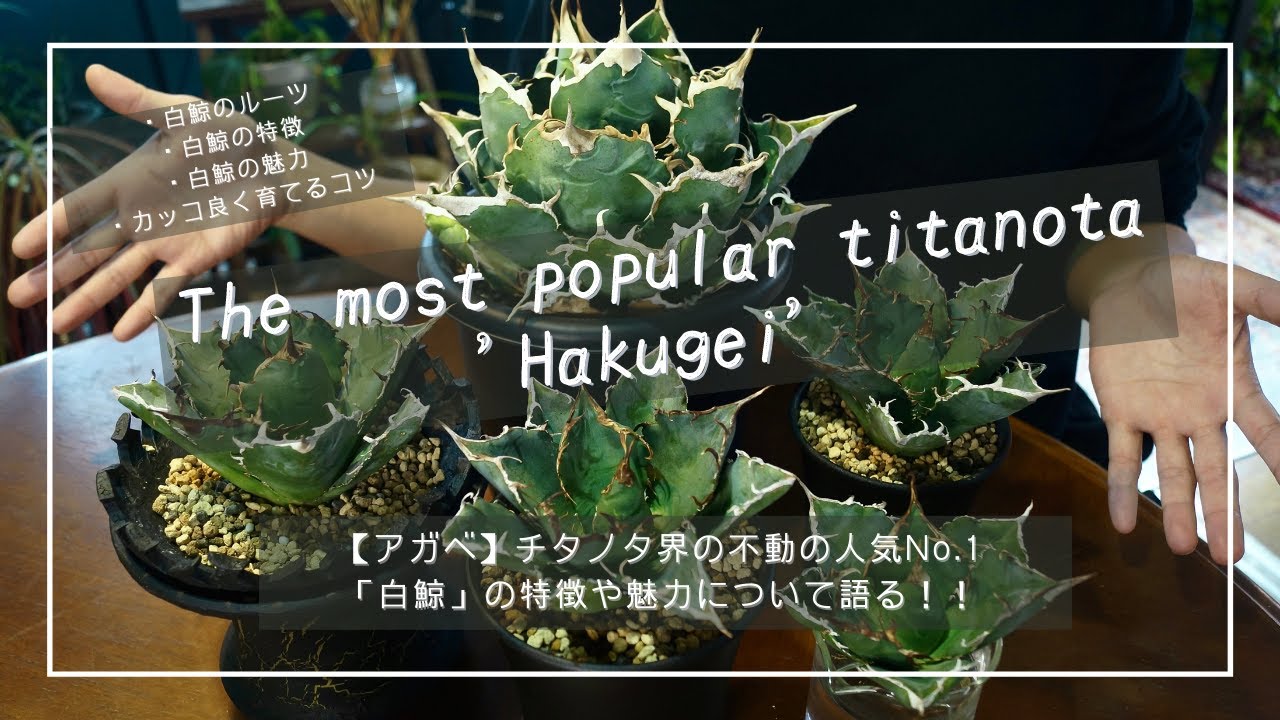 【アガベ】チタノタ界の不動の人気No 1「白鯨」の特徴や魅力について語る！