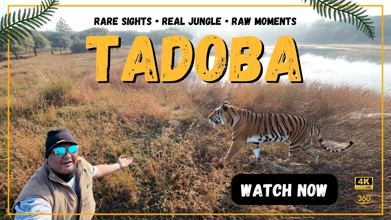 Unexpected Tiger Encounter | Tadoba Safari Mother & Cubs Real Story | 360 Degree 4K Video