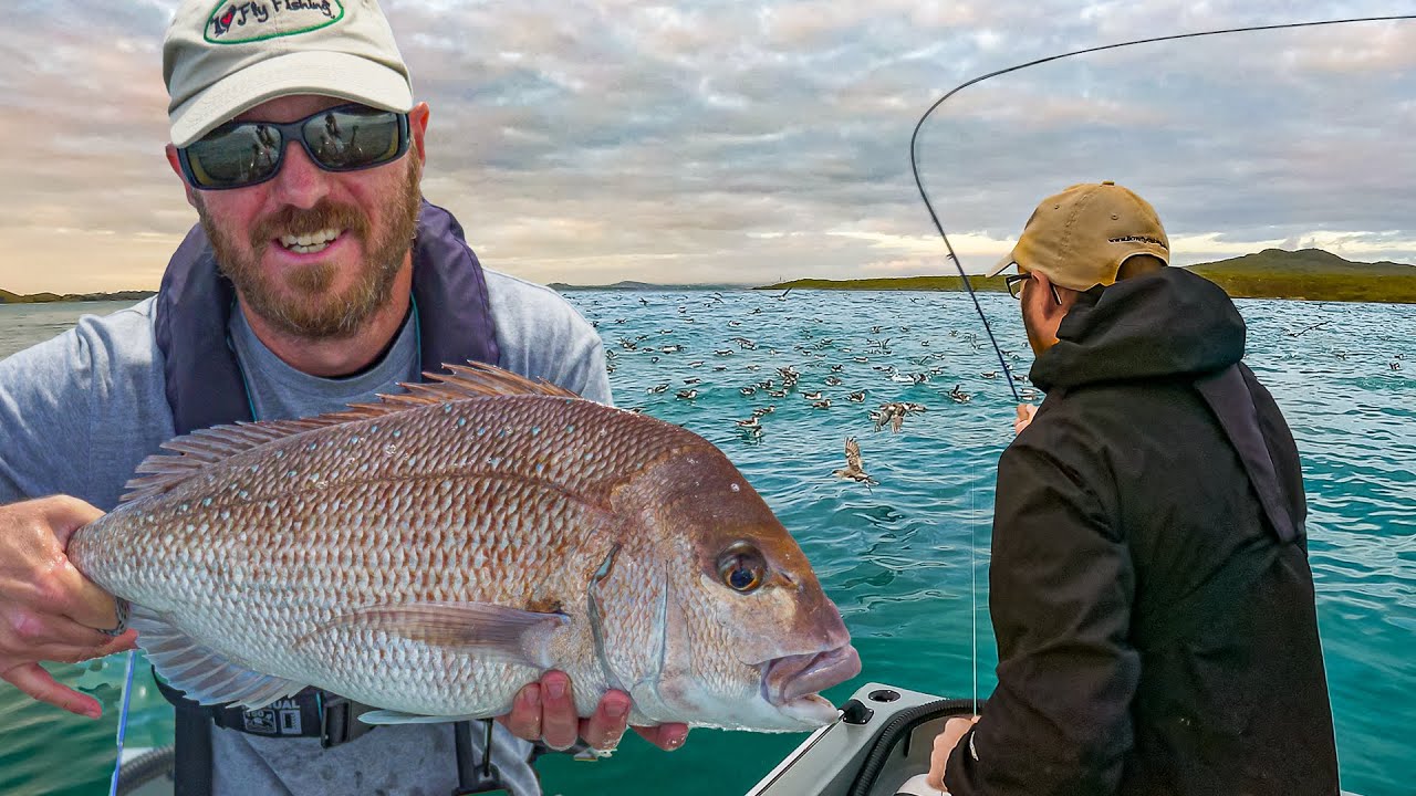 Saltwater Fly Fishing for Snapper and Kahawai in New Zealand (Waitemata Harbour, Auckland)