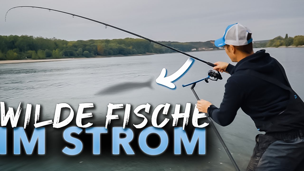 Was beißt in der starken Strömung? Auf Rhein MONSTER mit@feederfun 😲
