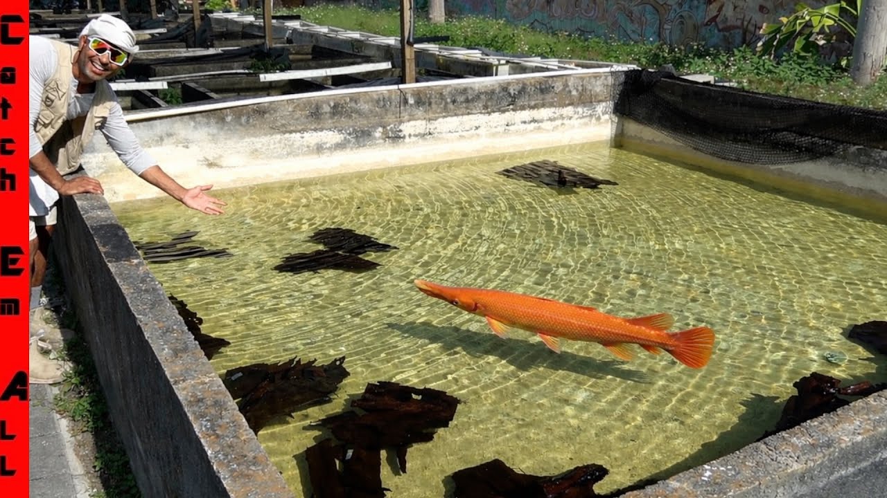 We FOUND the Rare ORANGE CARROT FISH after 5 Years of SEARCHING!