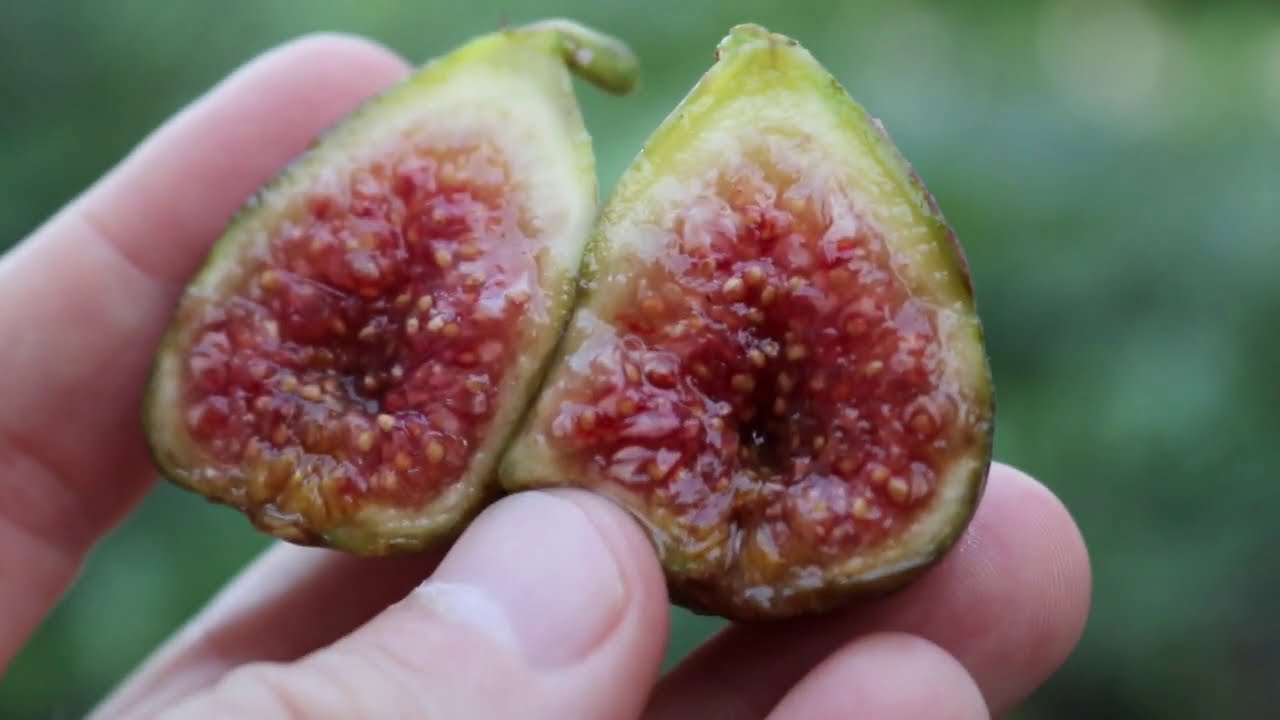Smith Fig - Immortalizing Itself Among Varieties