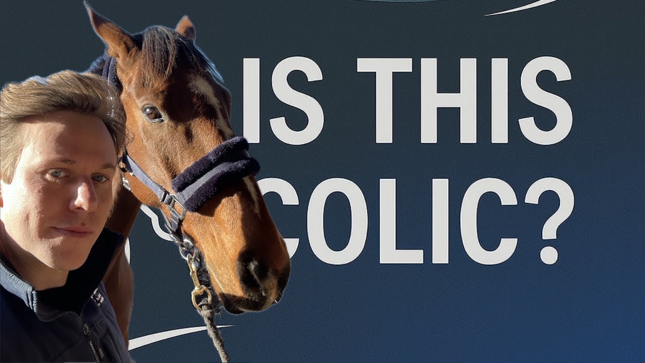 Colic in Horses: Early Signs, What to Do, and When to Call the Vet