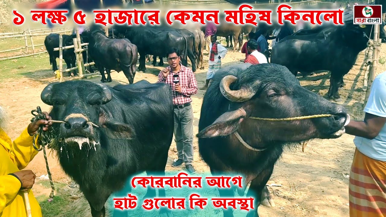 ২০২৫ কোরবানিতে মাহিষের দাম কেমন হতে পারে | হাট ঘুরে মহিষের দর দাম | বড় বড় মহিষে ভরা আমরাইদ গরুর হাট