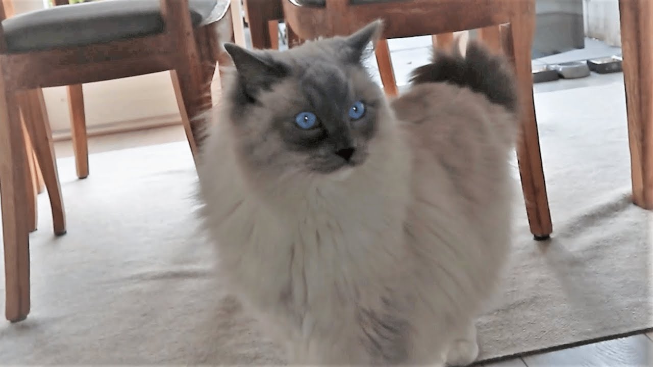 Bowie Tries to Play in Stormy Weather | ft. Super Cute Ragdoll Cats Totoro and Haru