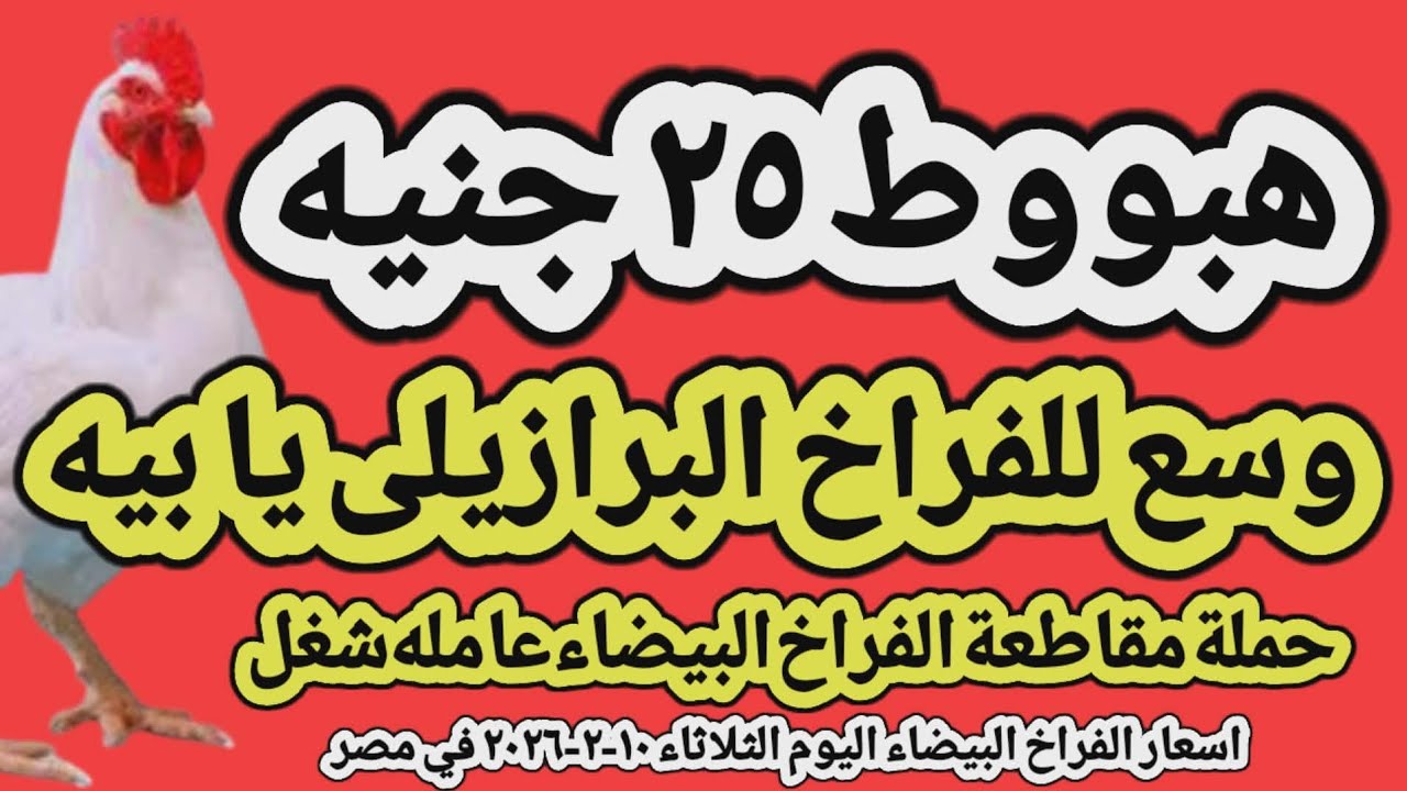 اسعار الفراخ البيضاء اليوم/ سعر الفراخ البيضاء اليوم الثلاثاء ١٠-٢-٢٠٢٦ في مصر جمله وقطاعي