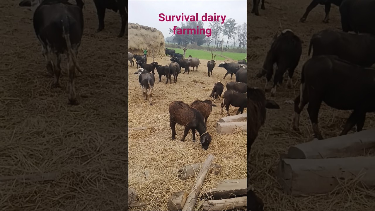 gujjar dairy farming survival