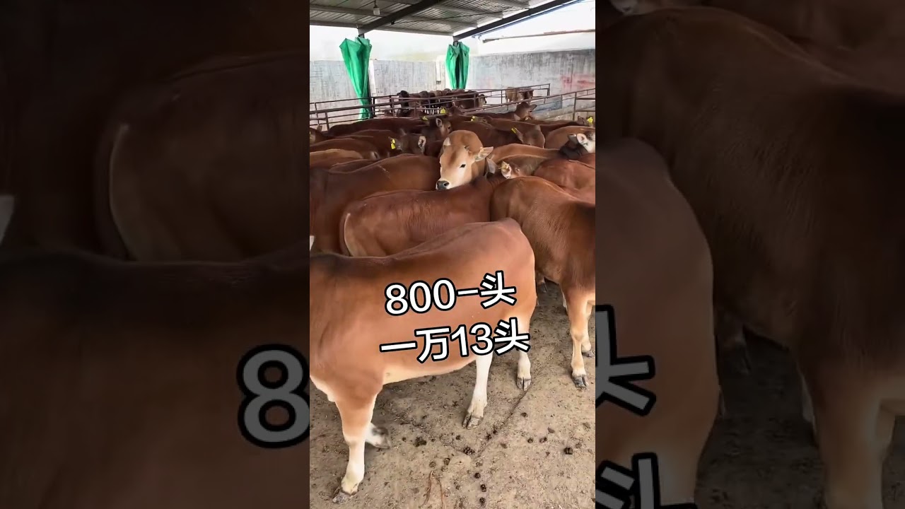 Hunan Yellow Cattle Calf Prices Today 🐄💰#HunanCattle #CalfPrices