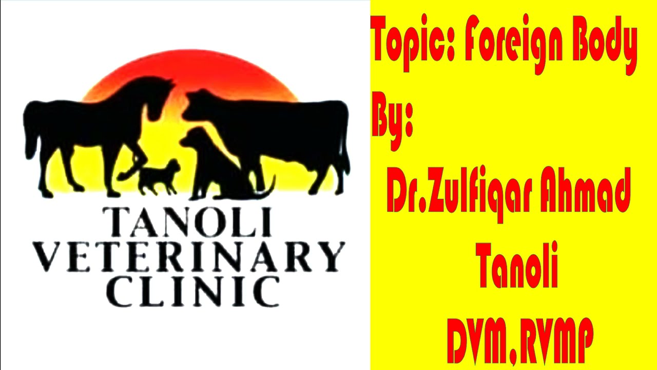 Foreign Body in Animal ||  جانوروں میں پلاسٹک کھانے کی علامات  || Tanoli Veterinary Clinic