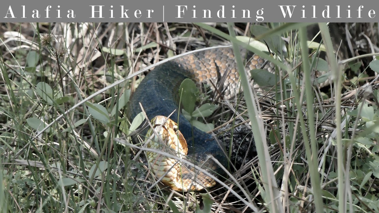 Hiking the Conservation Park of Panama City Beach