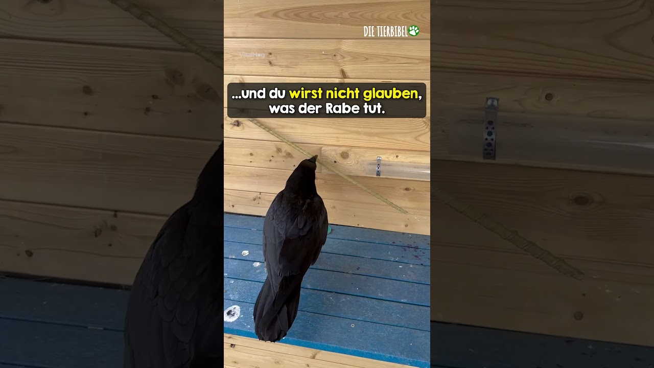 Schlauer Vogel👏