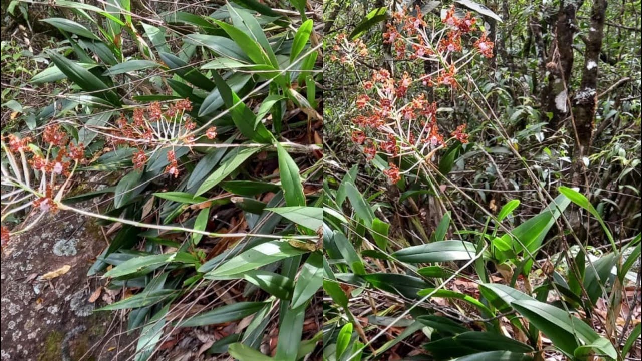 🟢 ORQUÍDEAS NA NATUREZA, SCHOMBURGKIA,STANHOPEA,WALKERIANA E MUITAS OUTRAS ESPÉCIES DE ORQUÍDEAS!