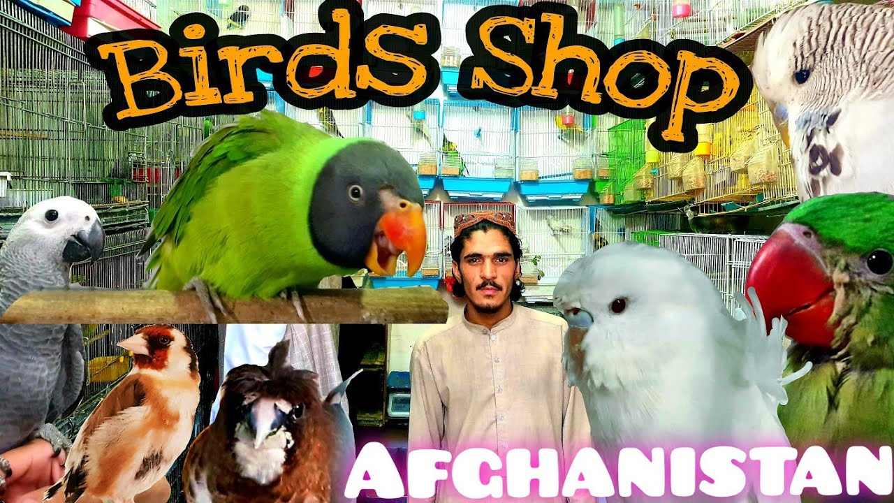 Birds Shop in Kabul Afghanistan |کوچه کاه فروشی دوکان های نو پرنده های نو پرنده های نایاب و مشهور