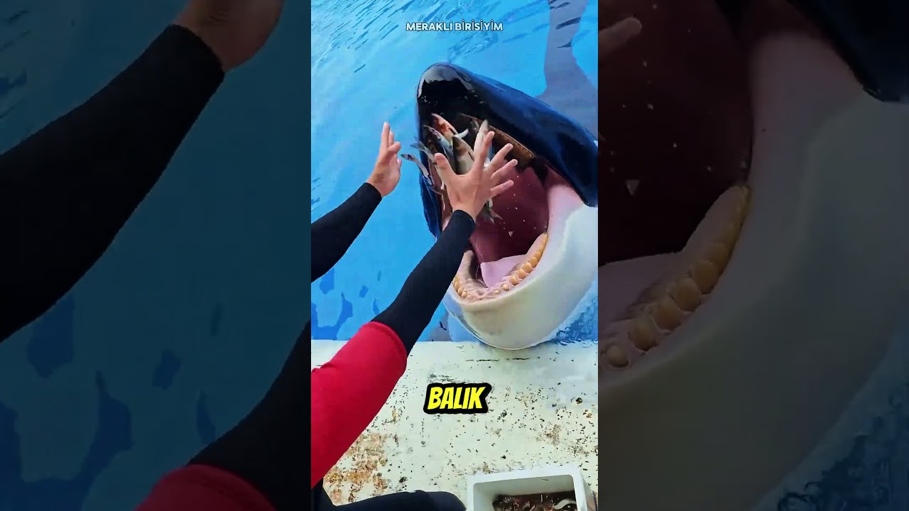 Yunus Balığı Asla Doymuyor! 🐬🍴