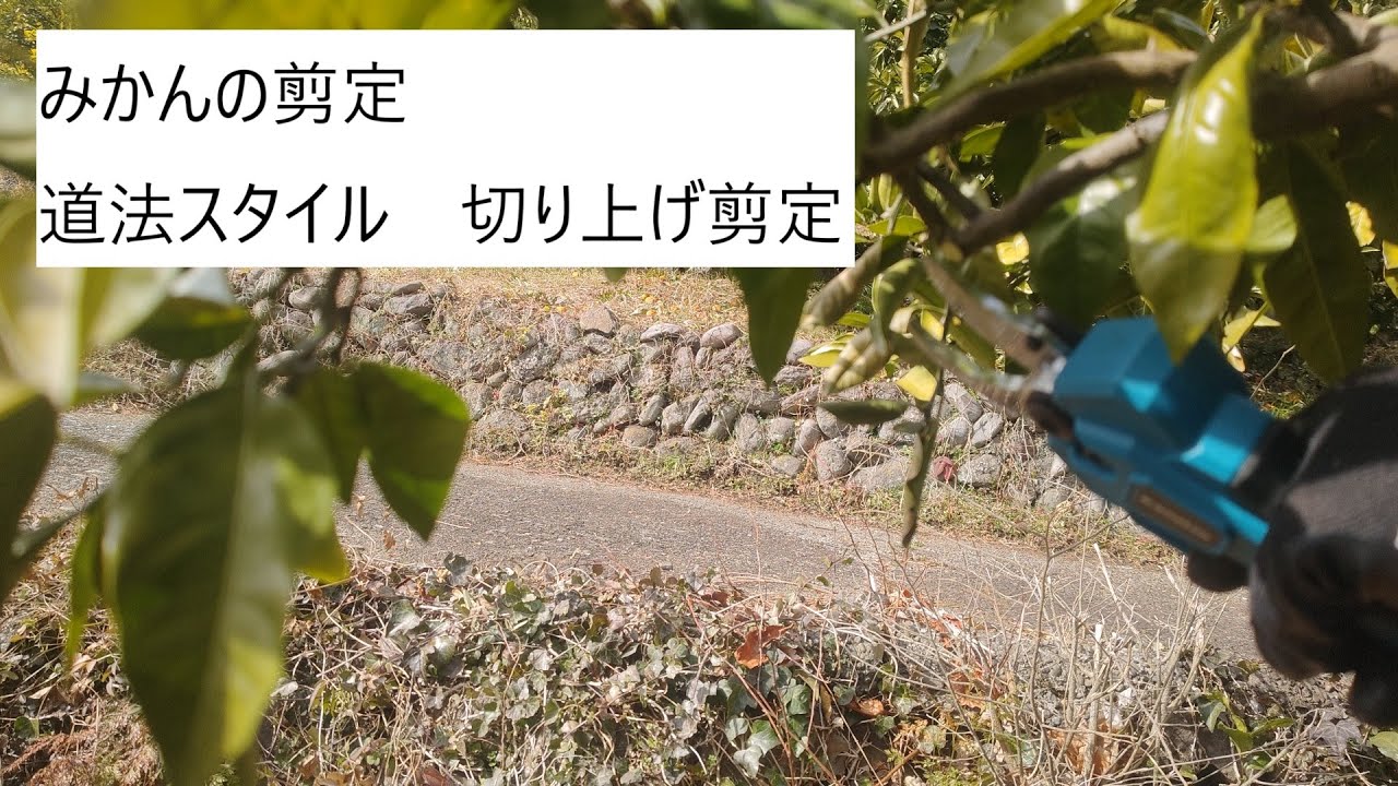 みかんの剪定　切り上げ剪定
