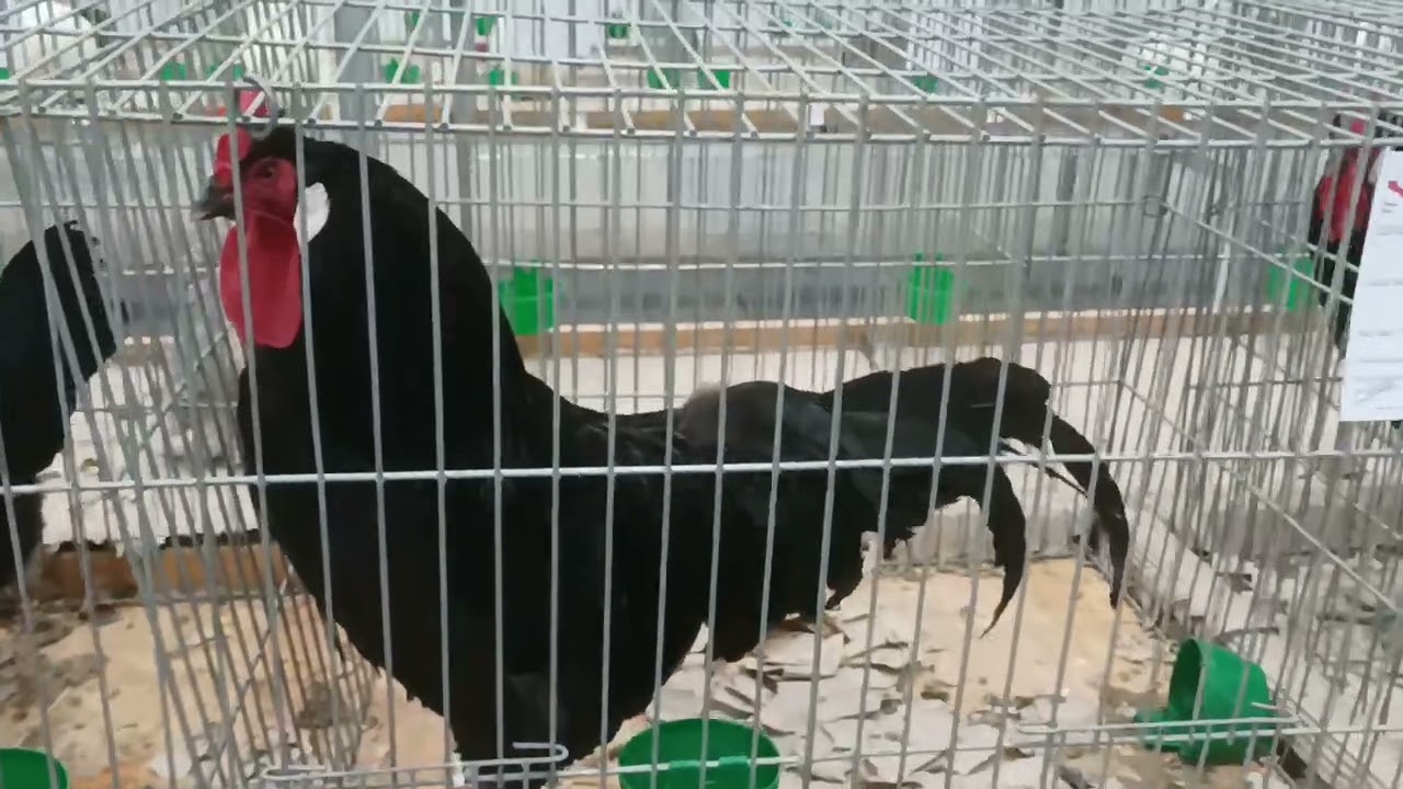Drób ozdobny 🐓🦆🦃na Krajowej Wystawie w Kielcach /16/12/23/