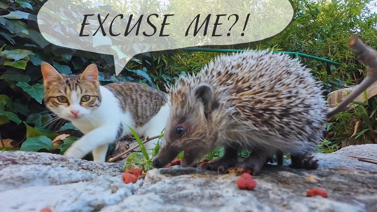 🐱🦔A Winter Day with Cats and a Little Hedgehog #cat #hedgehog