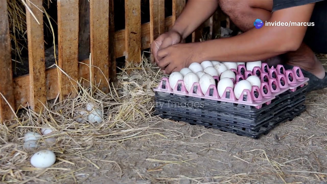 Pekin Duck Eggs The Ultimate Guide