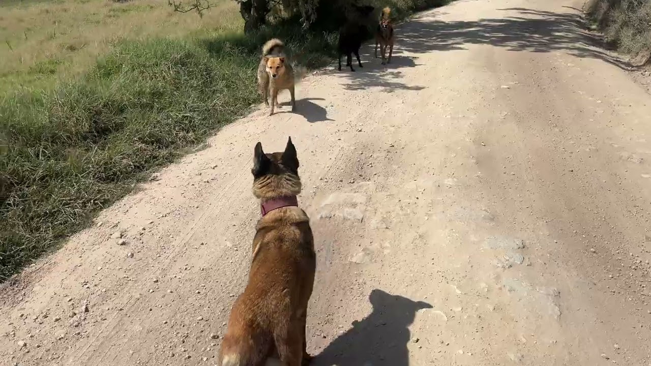 Passing free-roaming farm dogs