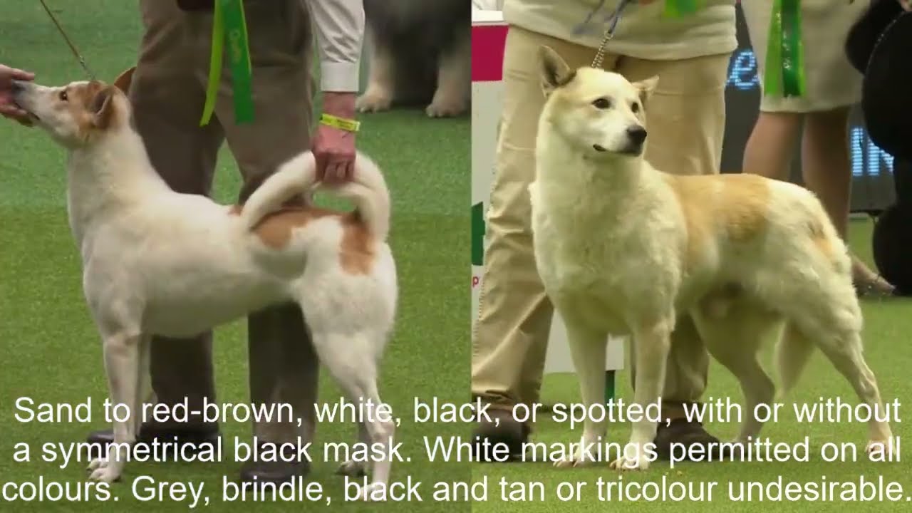 Breed Standards|CANAAN DOG|