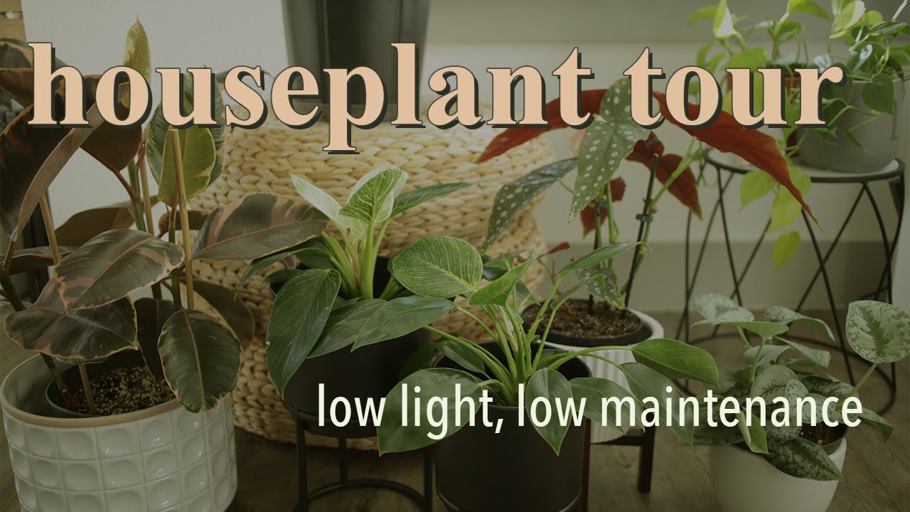 🌿Houseplant Tour 2021 | EASY, LOW LIGHT Plants | Tiny Apartment