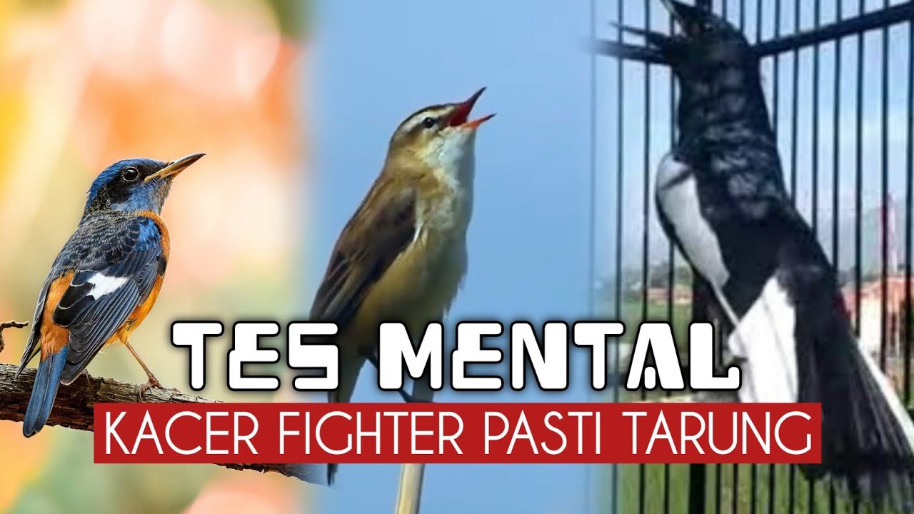 SUARA PANCINGAN BURUNG KACER AGAR CEPAT BUNYI DAN GACOR | KICAUAN DONGKRAK MENTAL KACER
