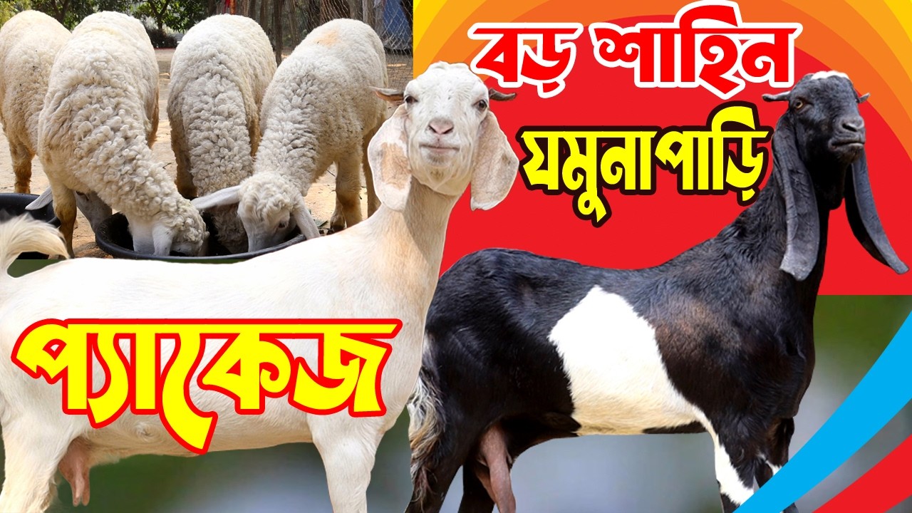 শাহিন ভাই মানেই ধামাকা কম দামে সেরা মানের আকর্ষণীয় বড় বড় ছাগলের কালেকশন | Goat Farming
