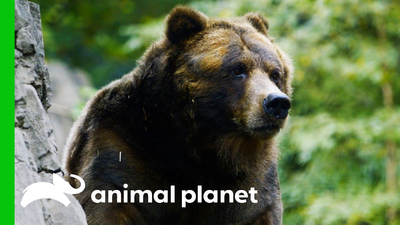 Grizzly Bear Needs Help Healing A Wound On Its Paw | The Zoo
