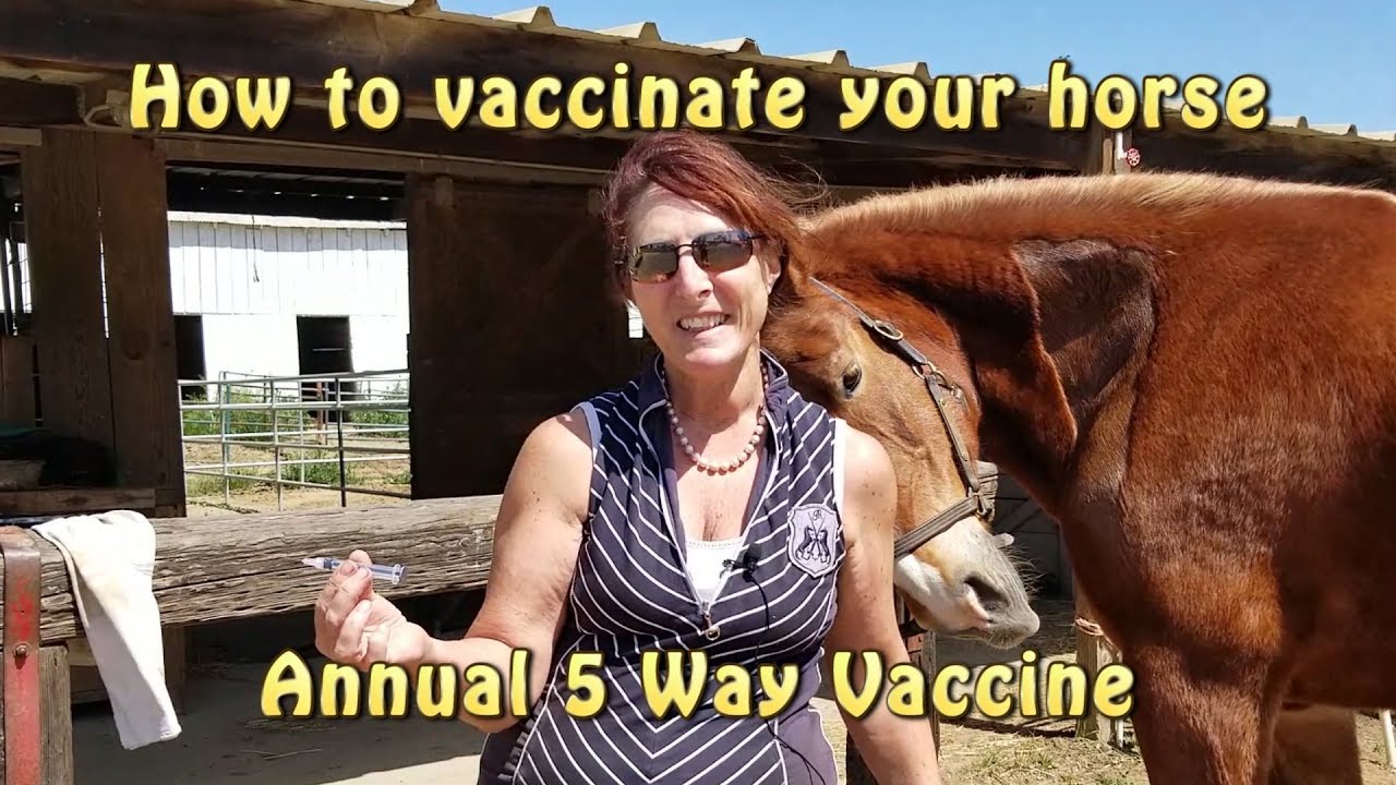 How to vaccinate your horse - 5 Way Vaccination