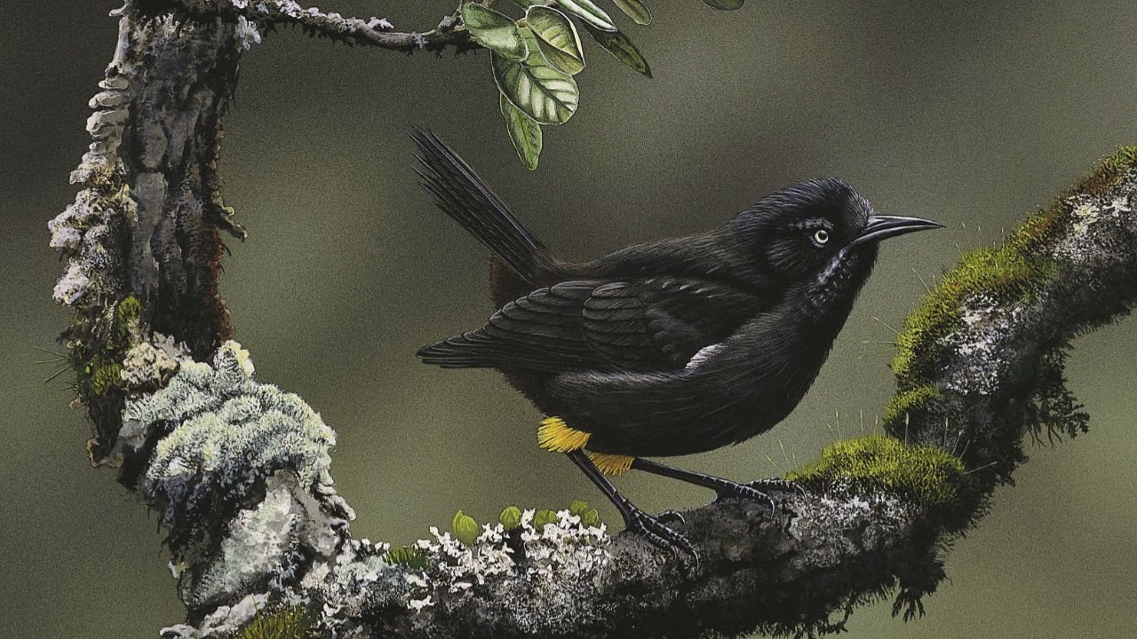 El Kauaʻi ʻōʻō | El Canto Que Jamás Escucharemos