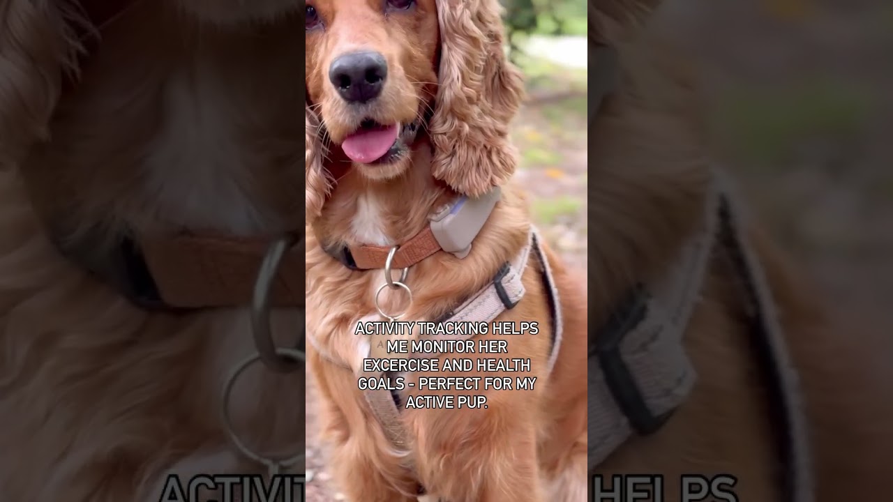 Off-leash adventures for Alba just got a whole lot safer!