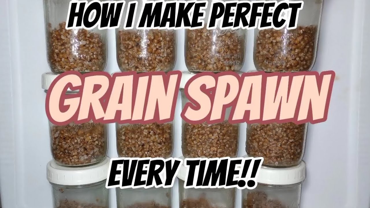 PERFECT grain spawn recipe to grow ANY mushroom easy step by step