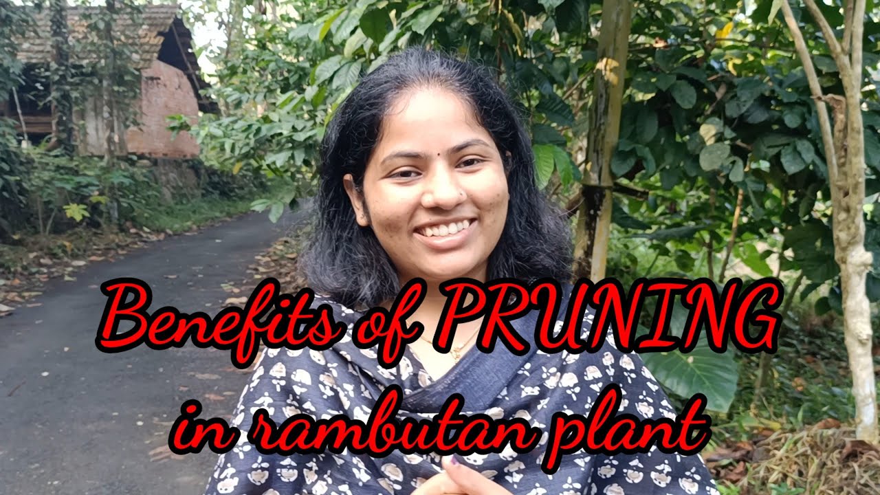 Benefits of Pruning in Rambutan plant