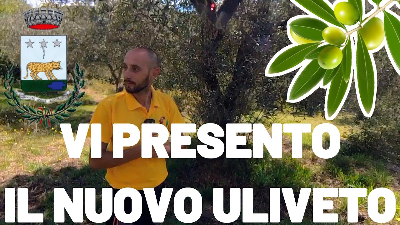 L'Uliveto dei Miei Sogni: La Storia di un Acquisto Fortunato #olioevo #lazio